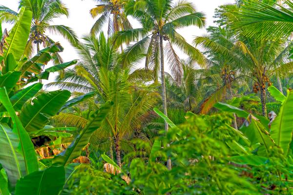 Regenwald, Bali, Natur, floral, tropisch, Palmen von Miro May