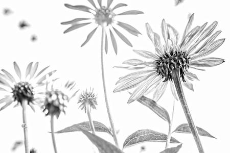 Sonnenblume, Blumen, schwarzweiss, weiss auf weiss, schatten, Fotokunst, minimalistisch, floral 2022