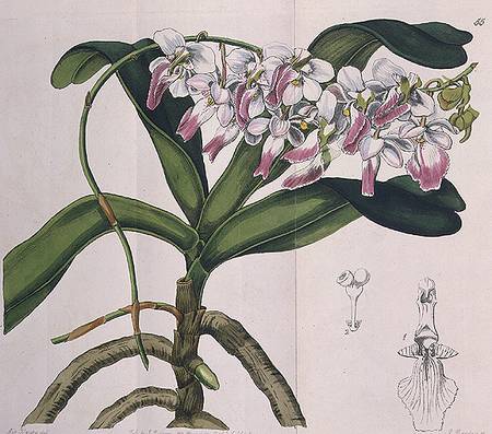 Aerides Crispum (orchid) published by I. Ridgway von Miss Drake