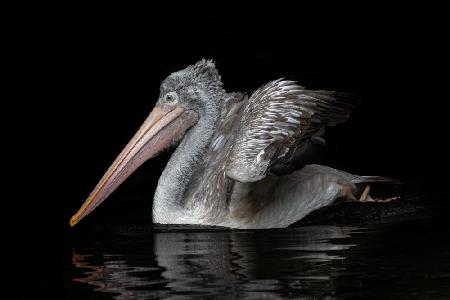 Pelecanus philippensis