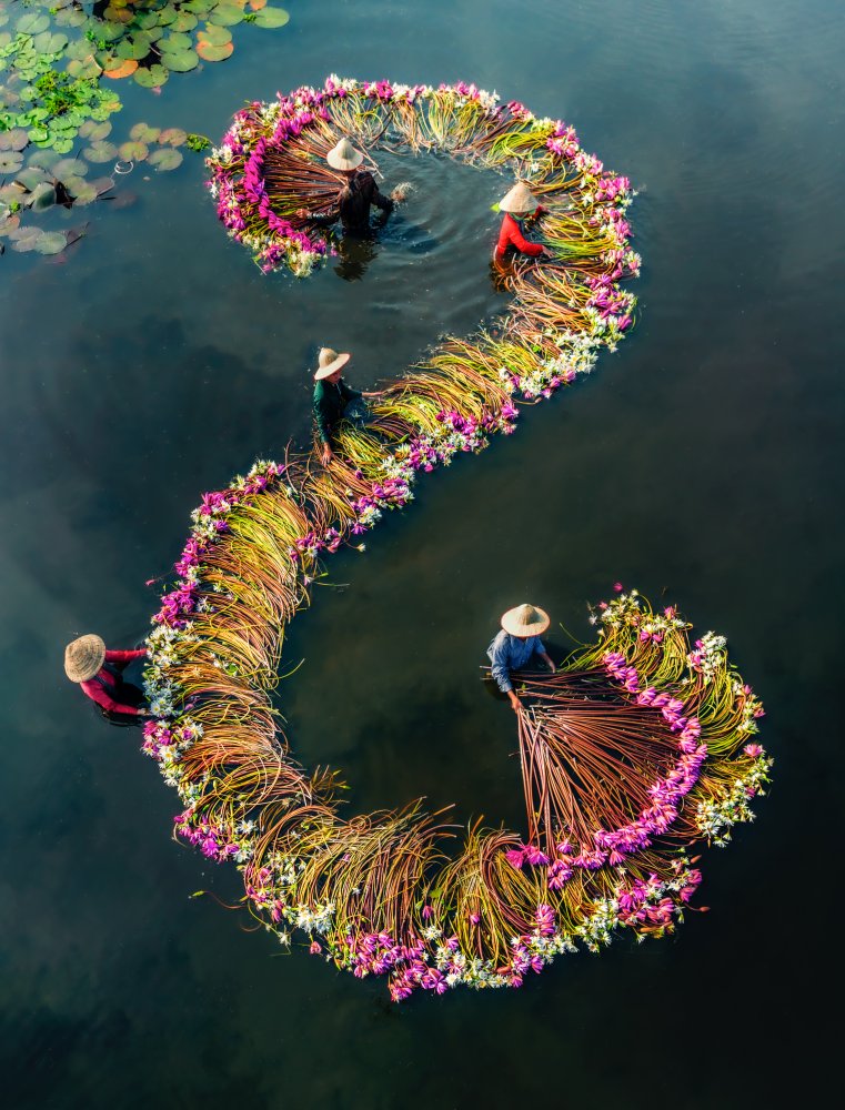 Seerosen ernten v15 von Nguyen Tan Tuan