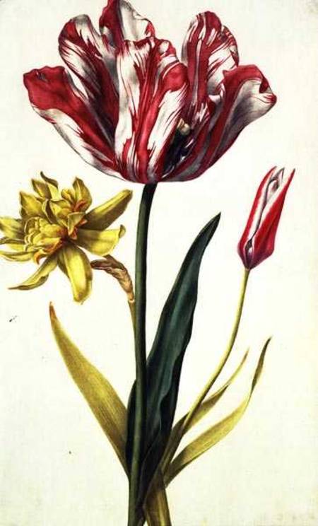 Daffodil and Tulip von Nicolas Robert