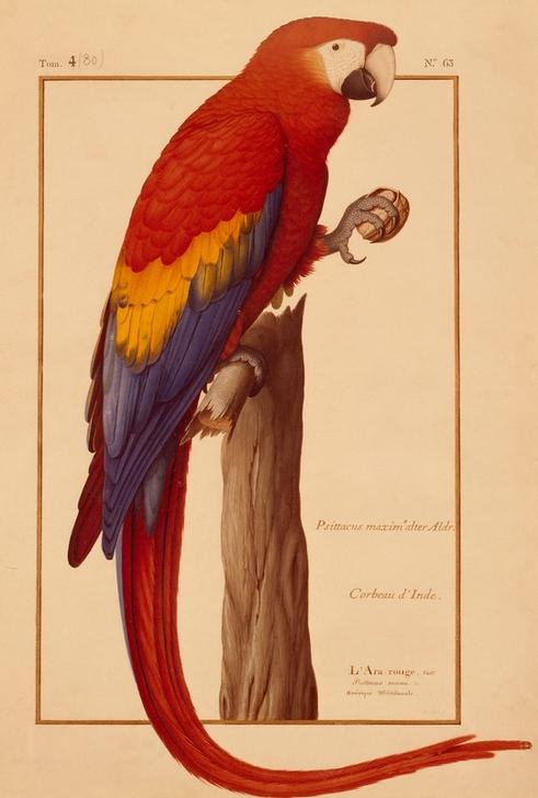 Psittacus maximus Aldr (ovandi) von Nicolas Robert