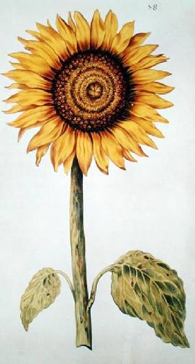 Sunflower or Helianthus, from 'La Guirlande de Julie' c.1642  on