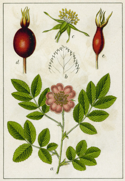 Alpine Rose / Colour lithograph / 1904 von 
