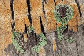 Bark of Coconut tree with green and orange fungus (photo) 