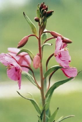 Broad-Leaved Willow-Herb (Epilobium latifolium) (photo) 