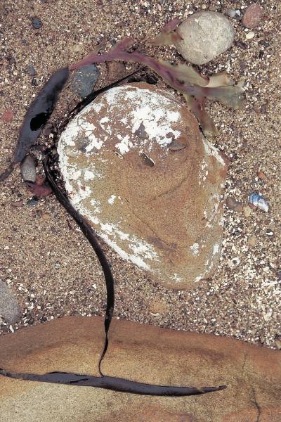 Calcium carbonate encrustation on rock and kelp (photo)  von 