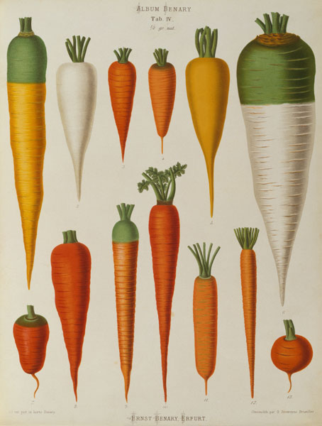 Carrots, Album Benary / Colour lithogr. von 
