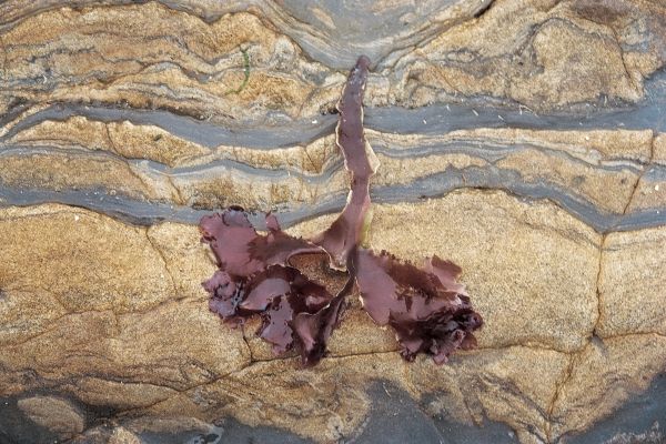 Colored rock and kelp (photo)  von 
