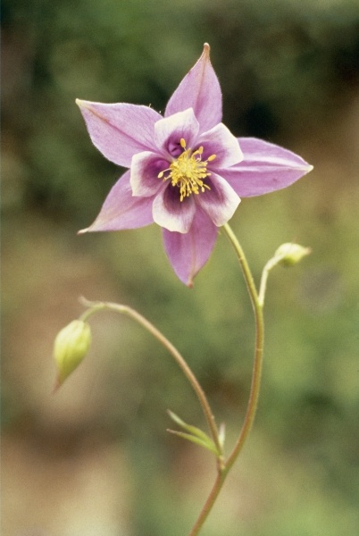 Columbine (Aquilegia pubiflora) (photo)  von 