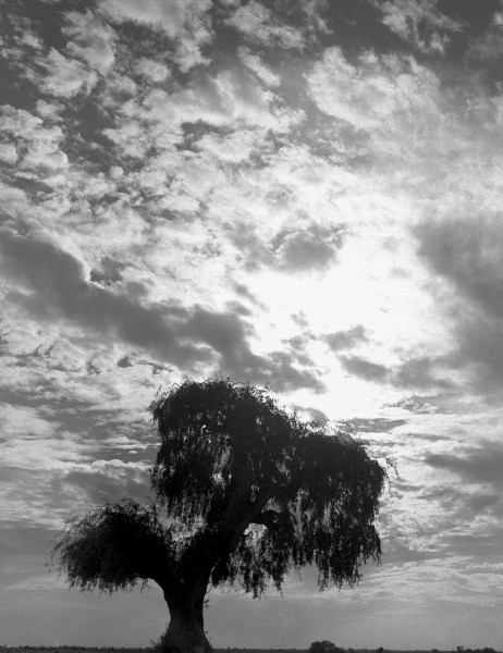 Form of tree (b/w photo)  von 