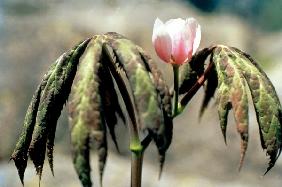 Himalayan Mayapple Latin (Podophyllum hexandrum) (photo) 