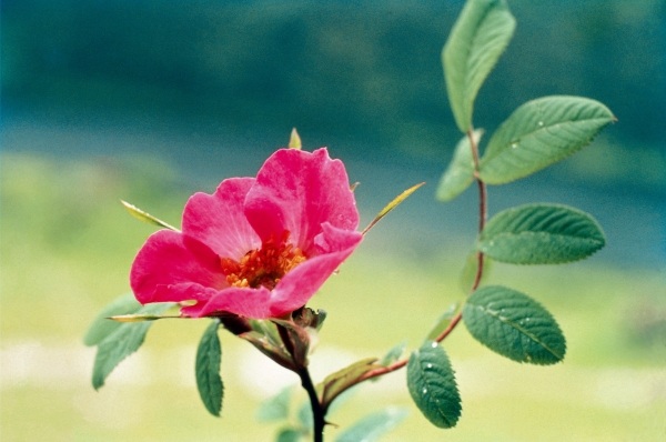Large Leaved Rose (Rosa macrophylla) (photo)  von 