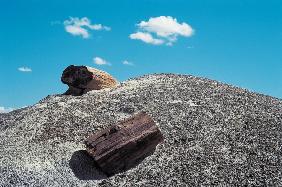 Petrified forest National Park (photo) 