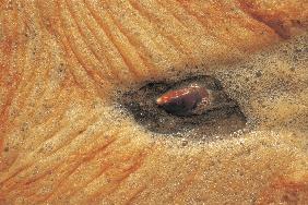 Reeds foam because of surrounding red earth cliffs, high tide waters (photo) 