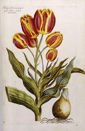 Tulips