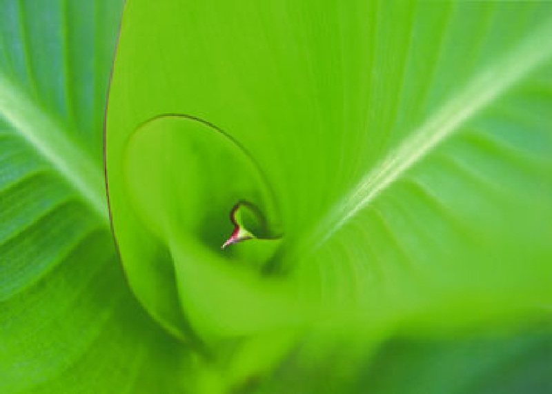 Bild:  Ortwin Klipp - Leaf 2