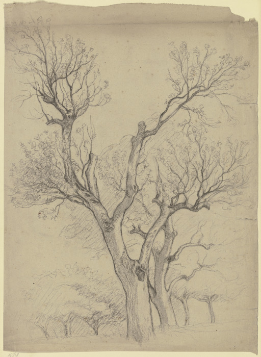 Kahles Baumpaar von Otto Scholderer