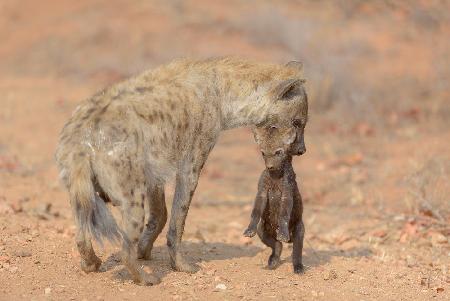 Hyänenmutter trägt ihren Welpen