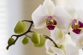 Orchidee