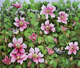 Nesting in Clematis