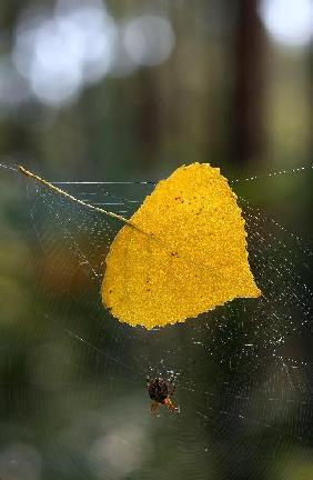 Der Herbst naht - Kalendarischer Herbstanfang