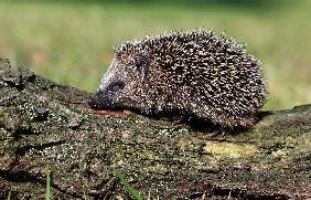 Igel in einem Garten unterwegs