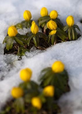 Winterlinge im Schnee