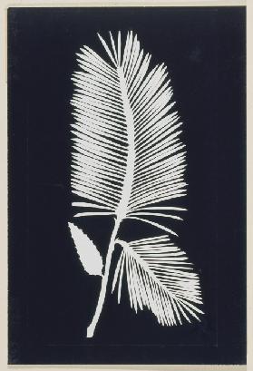 Palmwedel