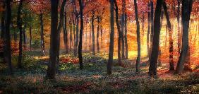 Autumn Woodland Sunrise