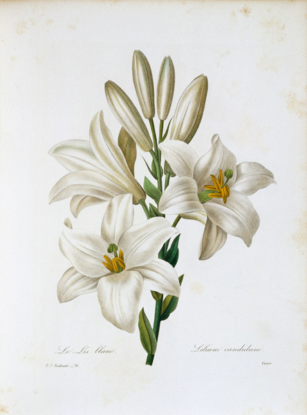 Madonna Lily / Redouté von Pierre Joseph Redouté