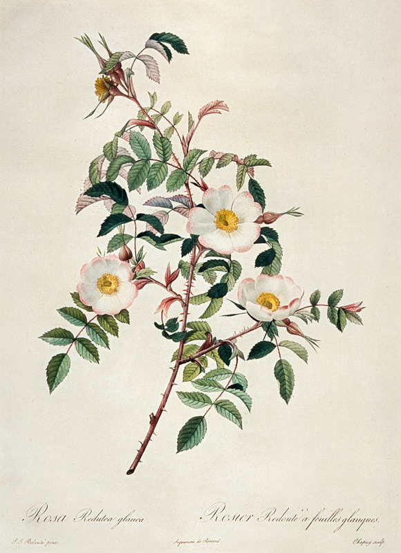 Rose / engraving / c1820 von Pierre Joseph Redouté