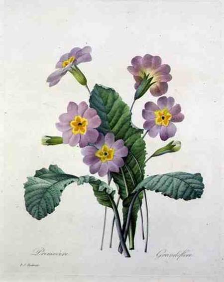 Primula (primrose), from 'Choix des Plus Belles Fleurs' von Pierre Joseph Redouté