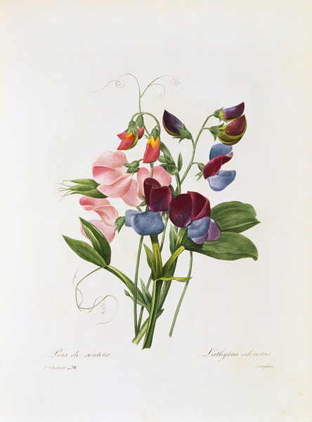 Duftende Platterbse (Sweet Pea) von Pierre Joseph Redouté