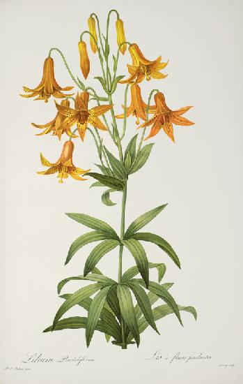 Lilium Penduliflorum, from `Les Liliacees' 1811