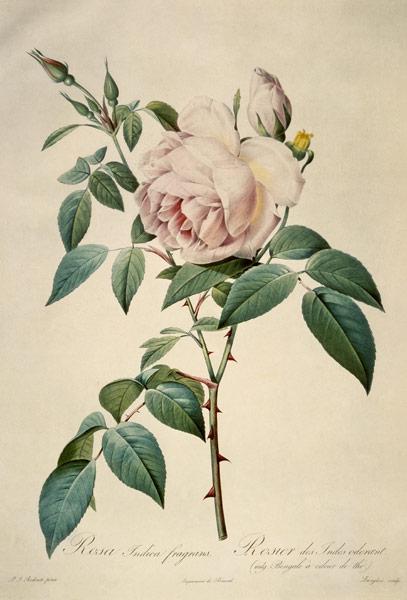 Rosa chinensis and Rosa gigantea, from 'Les Roses' 1817