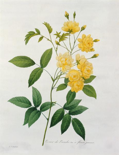 Rosa banksiae (Banks's rose), from 'Choix des Plus Belles Fleurs' 1827