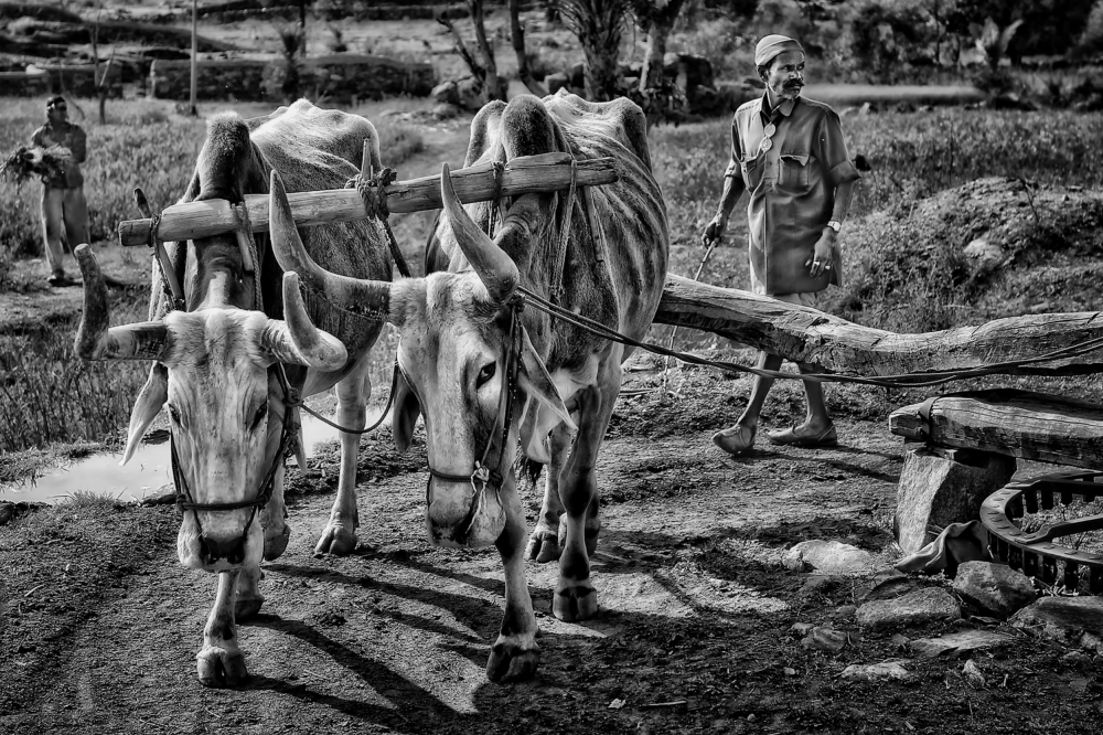 Brunnenbewässerung in Indien von Piet Flour