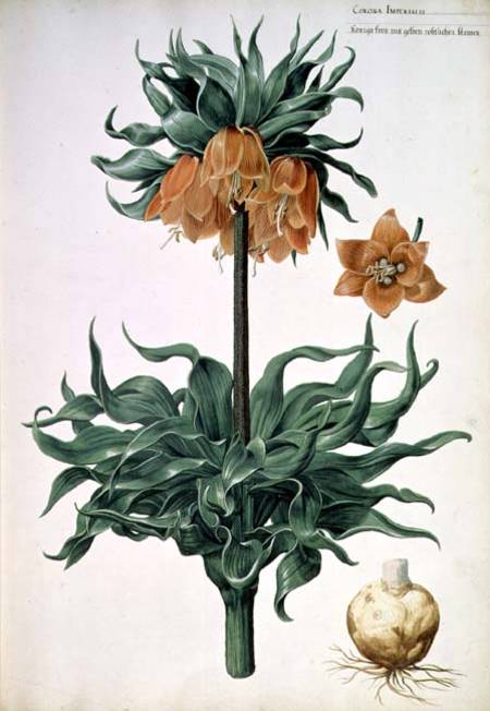 Fritillaria imperialis von Pieter van Kouwenhoorn