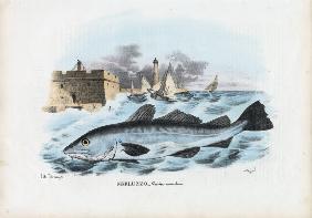 Atlantic Cod 1863-79