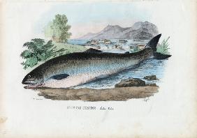 Atlantic Salmon 1863-79