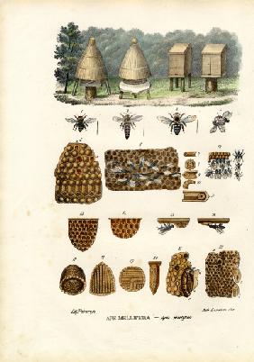 Bees 1863-79