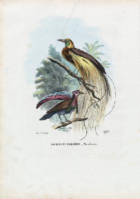 Bird Of Paradise 1863-79