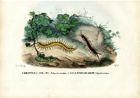 Centipede 1863-79