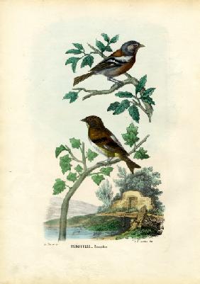 Chaffinch 1863-79