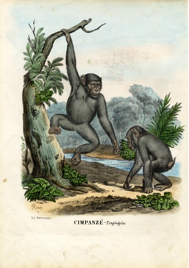 Chimpanzee von Raimundo Petraroja