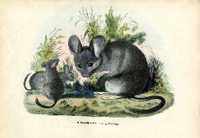 Chinchilla 1863-79