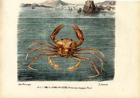 Crustaceans 1863-79