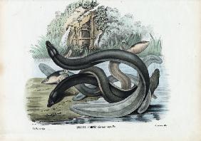 Eel 1863-79